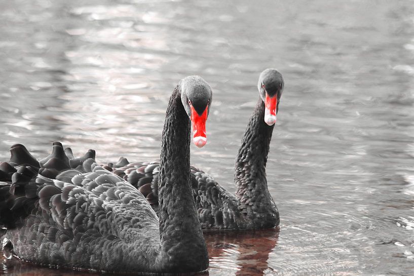 Black swans couple with red beak by Bobsphotography