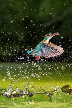 Kingfisher flies up with prey by Jeroen Stel