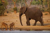 Olifant ontmoet wrattenzwijnen