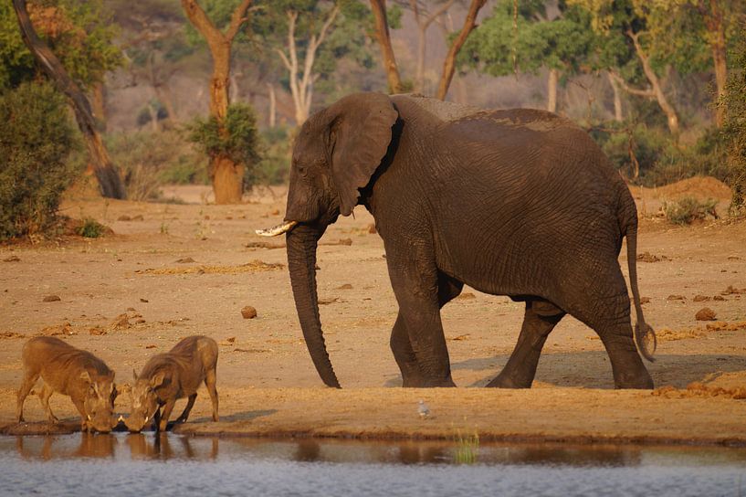 Olifant ontmoet wrattenzwijnen by Erna Haarsma-Hoogterp