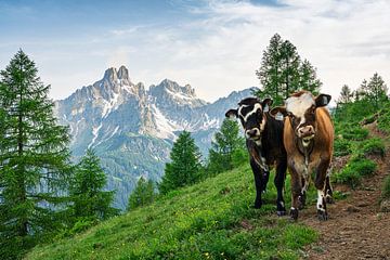 Mountain landscape "Two curious calves on the footpath". by Coen Weesjes