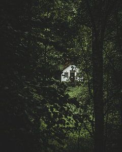 Flüstern des Waldes