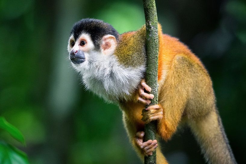 Squirrel monkey in the rainforest of Corcovado, Costa Rica by Martijn Smeets