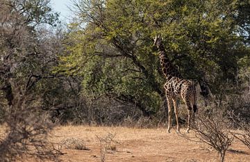 Giraffe in Zuid-Afrika van Eveline van Beusichem