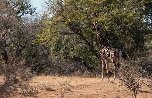 Girafe en Afrique du Sud