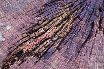 Tronc d'arbre avec de belles structures colorées sur Birgitte Bergman