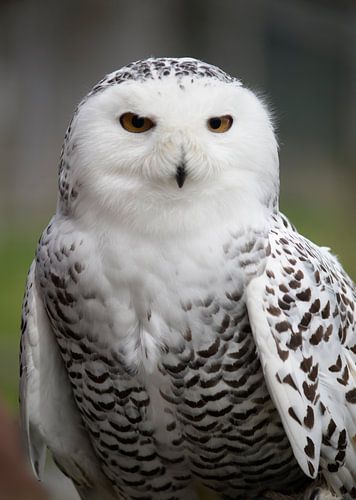 Snowy owl