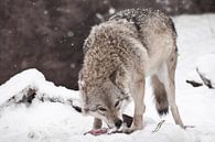 Een roofzuchtige en hebzuchtige wolf... van Michael Semenov thumbnail