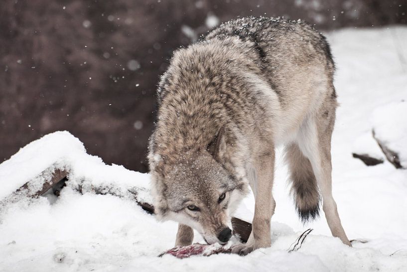 Een roofzuchtige en hebzuchtige wolf... van Michael Semenov