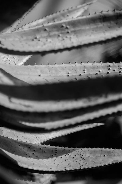 Planten abstract gemaakt van Rene  den Engelsman
