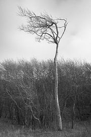 Windswept Tree