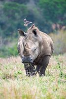 Neushoorn