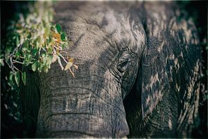 Wüstenelefant