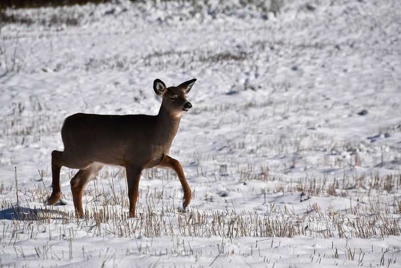 A fawn in an area by Claude Laprise