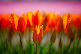 Flower bulb fields by Henk Leijen