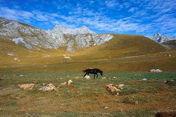 Paard in de Picos de Europa van Jos van den berg