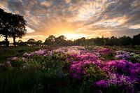 Veld vol Rododendrons in het mooie warme avondlicht