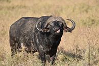 Op safari in Afrika: solitaire Kaapse buffel in Serengeti National Park, Tanzania van Rini Kools thumbnail
