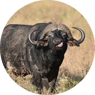 Op safari in Afrika: solitaire Kaapse buffel in Serengeti National Park, Tanzania van Rini Kools