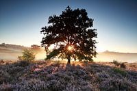 Morning beauty
