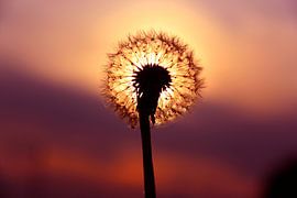 Sonne von Löwenzahn von Ilona Bredewold