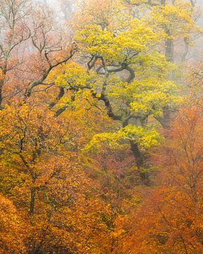 Herfst in de hooglanden van Schotland