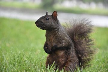 Een eekhoorn in het park in de zomer van Claude Laprise