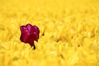 een rode tulp in een geel tulpenveld