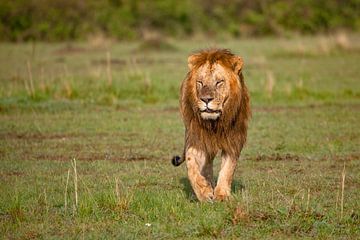 Un lion en route sur Peter Michel