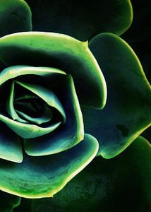DARKSIDE OF SUCCULENTS XIV-B