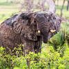 Augenkontakt mit Elefant / Afrikanische Landschaft / Naturfotografie / Uganda von Jikke Patist
