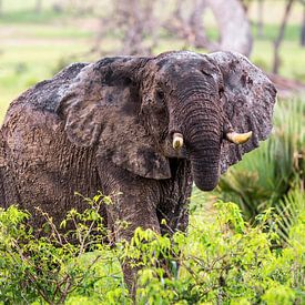 Oogcontact met Olifant / Afrikaans landschap / Natuurfotografie / Oeganda van Jikke Patist