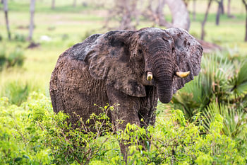 Augenkontakt mit Elefant / Afrikanische Landschaft / Naturfotografie / Uganda