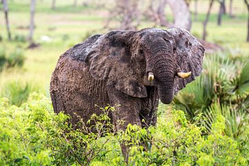 Contact visuel avec l'éléphant / Paysage africain / Photographie de la nature / Ouganda sur Jikke Patist