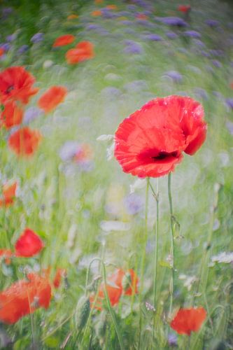 Poppy in a flower meadow