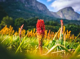 Colorful Flower von Fabian Bosman