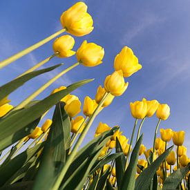 Gele tulpen tegen blauwe lucht van Theo van Veenendaal