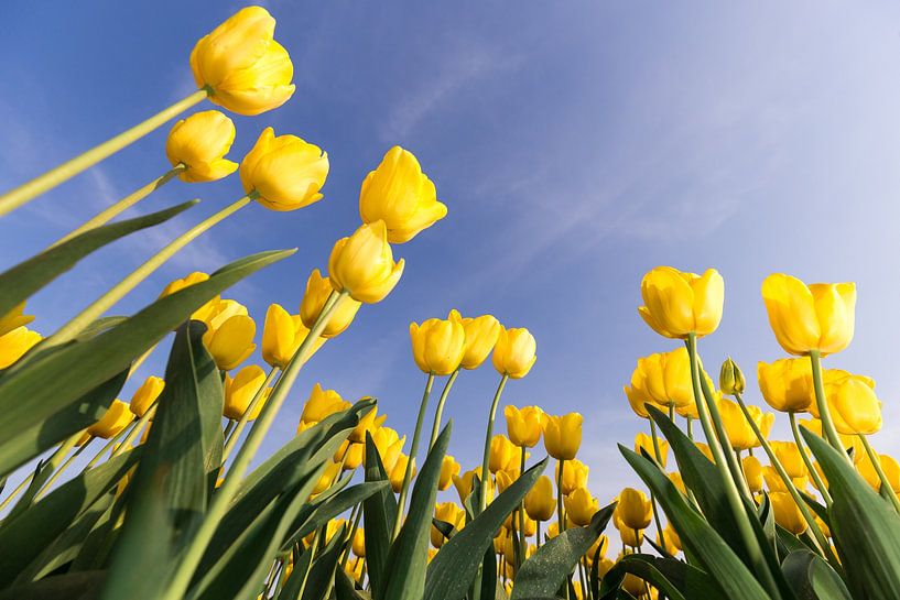 Gele tulpen tegen blauwe lucht van Theo van Veenendaal
