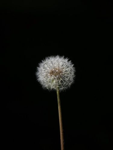 Waiting for the wind