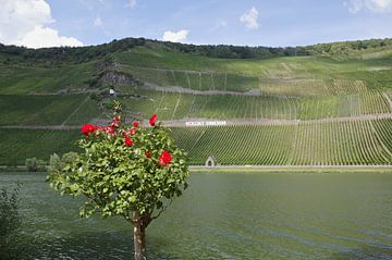 Les roses et le vin sur Berthold Werner