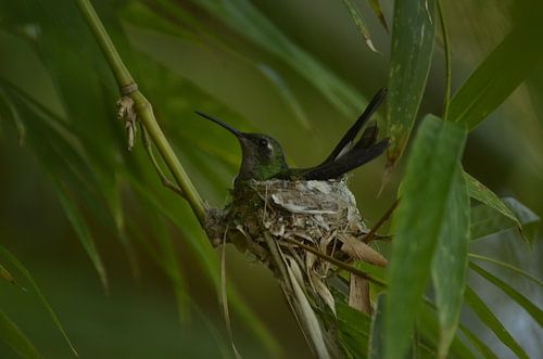 Hummingbird on nest