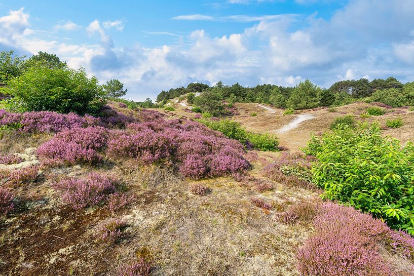 The dune nature reserve near Schoorl by eric van der eijk