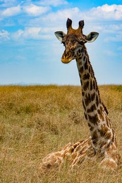 Zittende giraffe van Peter Michel