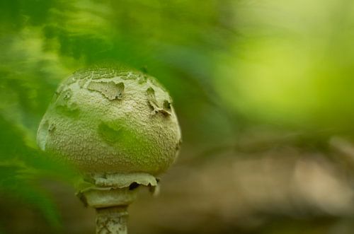 large umbrella mushroom