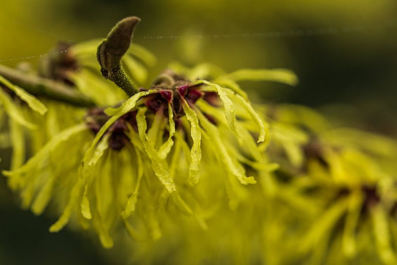 fauna and flora by Bart Liesenborgs