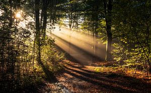Betoverend lichtspel op een mistig bospad bij zonsopkomst