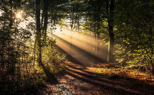 Enchanting play of light on a misty forest path at sunrise