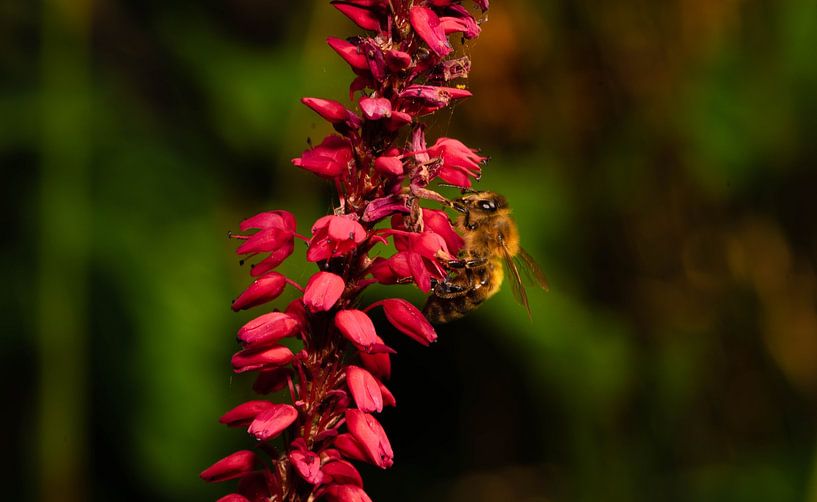 _DSC9049 by Bart Verdijk