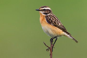 Adult Whinchat by Beschermingswerk voor aan uw muur