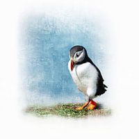 The shy Puffin